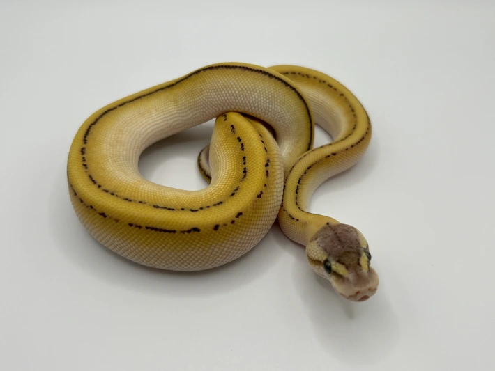 Lesser Pastel G-Stripe