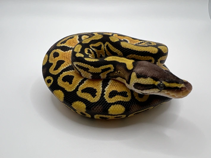 Pastel 100% Het G-Stripe