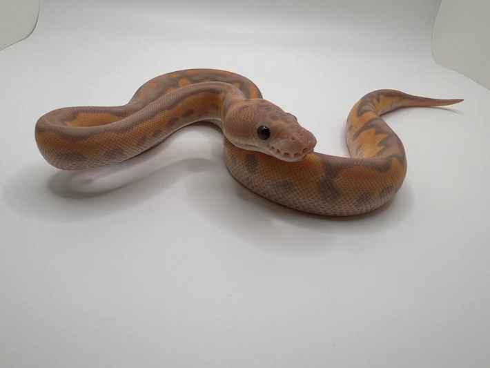 Lesser Pastel G-Stripe