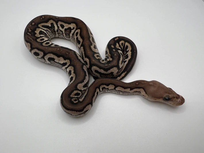 Pastel 100% Het G-Stripe